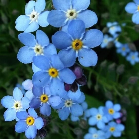 „Blue Memory Forget-Me-Not“ sėklos – patikrintos kokybės sodo žiedai 🌿💙-LT