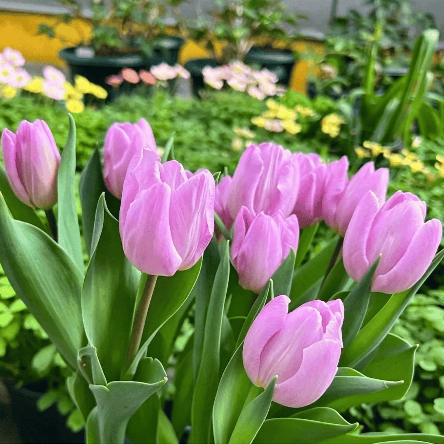 🌷Retos tulpių sėklos – spalvingi pavasario žiedai vazonams, apvadams ir sodams-LT