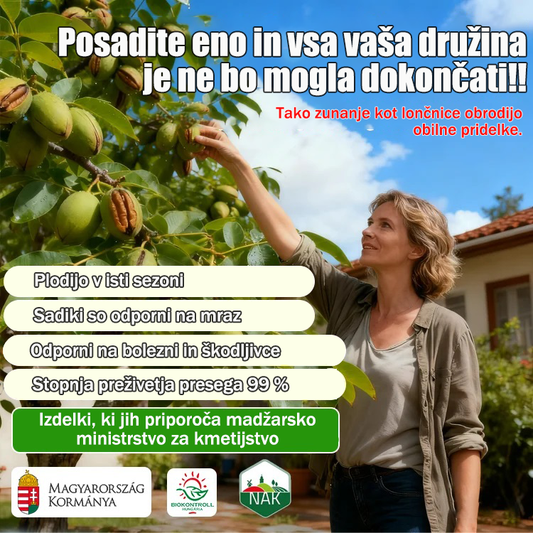 Sadike pekan orehov, uvožene iz Amerike-SI