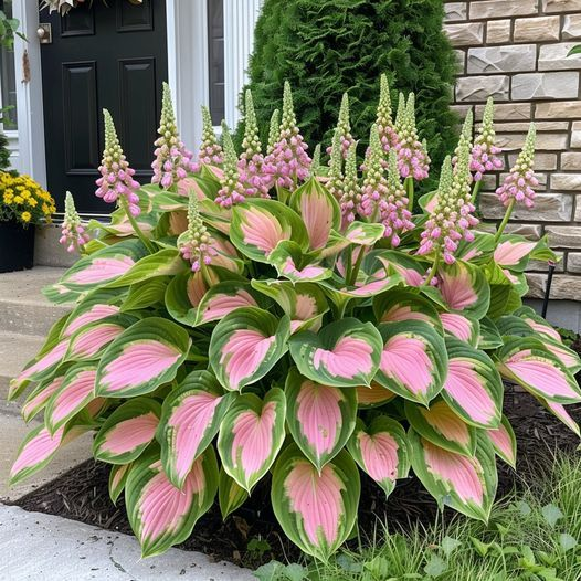 Hardy Beauty: Hosta gėlės, atsparios pavėsiui ir šalčiui-LT