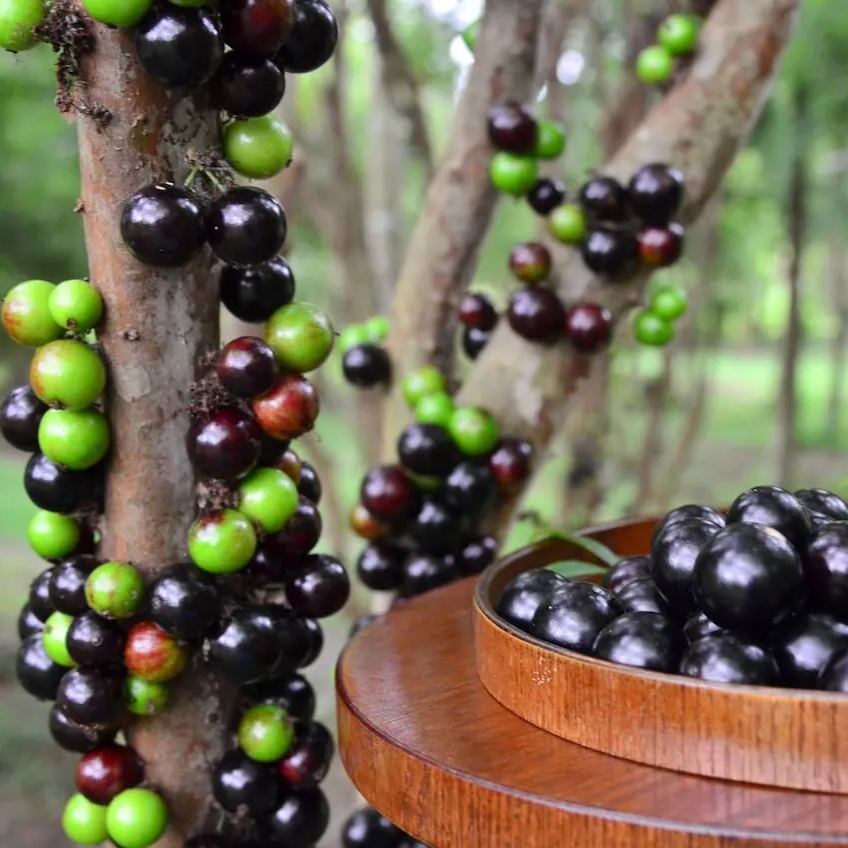 Semillas de uva jabuticaba-ES