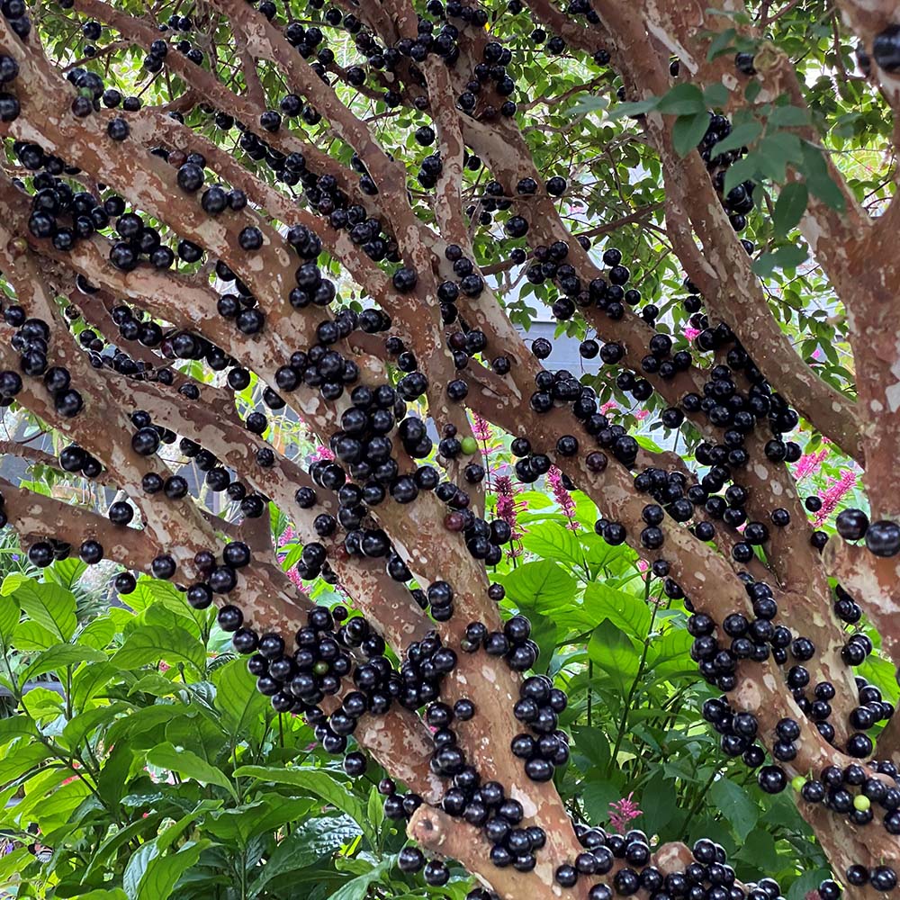 Semillas de uva jabuticaba-ES