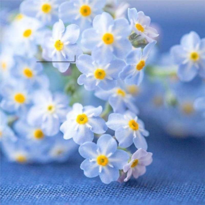 „Blue Memory Forget-Me-Not“ sėklos – patikrintos kokybės sodo žiedai 🌿💙-LT