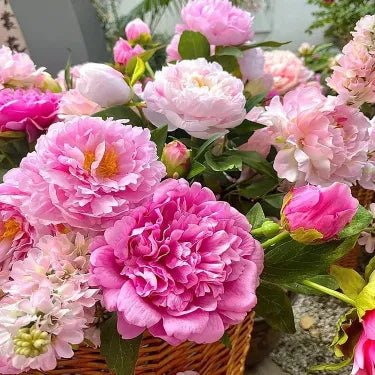 🌺Nuostabios mišrios bijūnų sėklos-LT