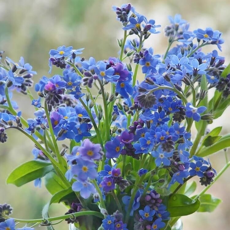 „Blue Memory Forget-Me-Not“ sėklos – patikrintos kokybės sodo žiedai 🌿💙-LT