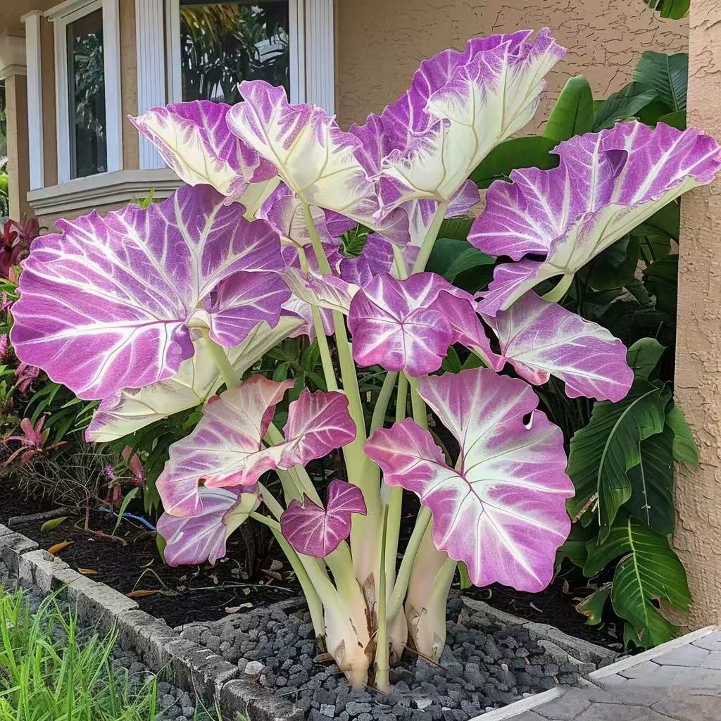 🌿 Redke čebulice hoste🎁 Posebna ponudba 2025-SI