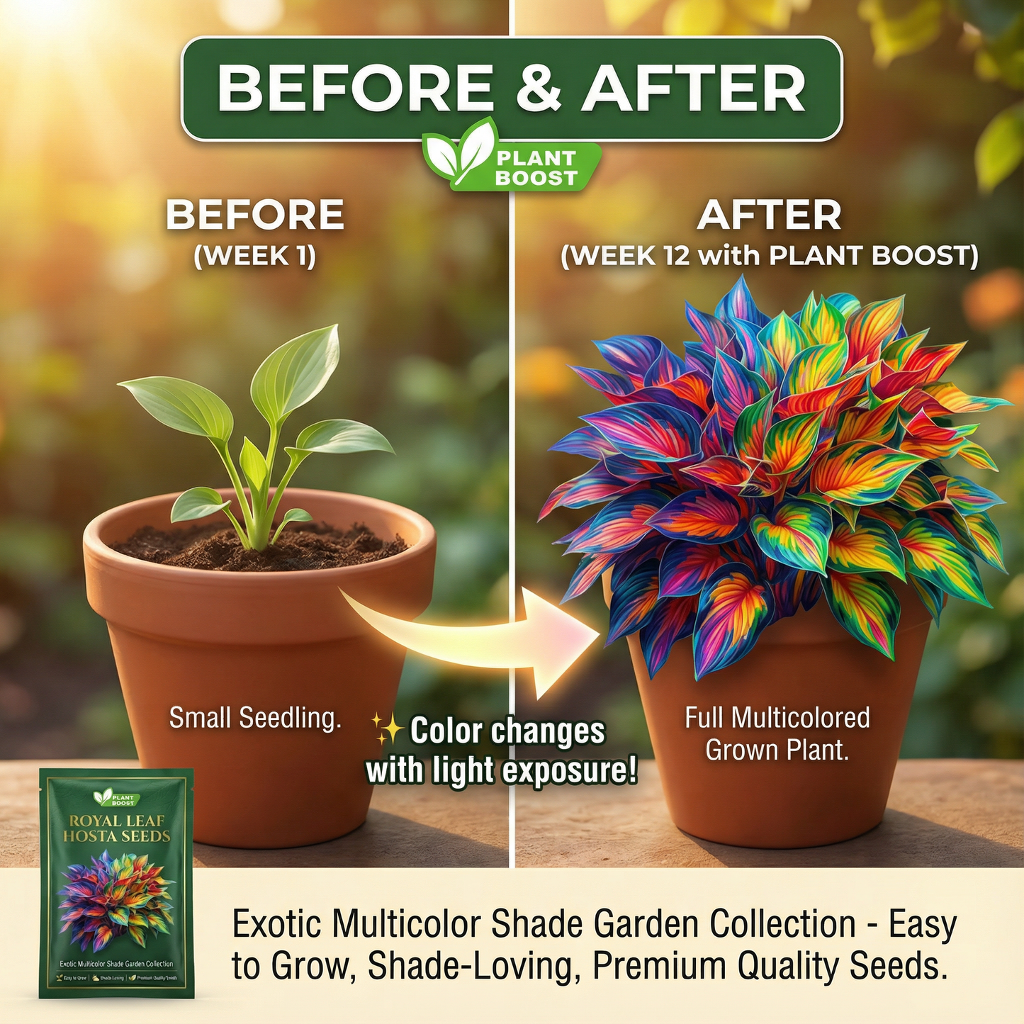 Σπόροι φιλοξενίας Royal Leaf-GR