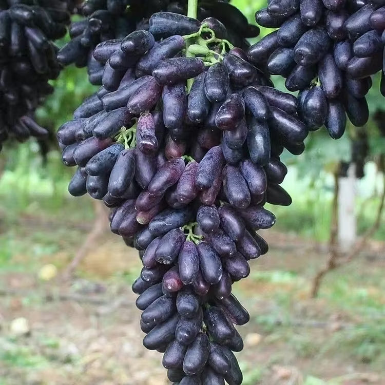 🔥 POSLEDNÝ DEŇ AKCIA 30% ZĽAVA 💜 Sladké zafírové hrozno (vzácne odrody hrozna) 🍇-SK