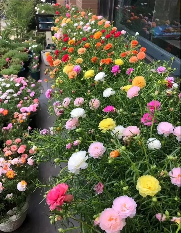 🌸Samaninių rožių sėklos – 🌿Daugiamečių gėlių sėklos / Dideli žiedai / Lengvai auginamos-LT