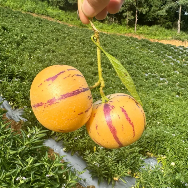 Voće ginsenga Pepino Sjemenke dinje-Solanum Muricatum-HR