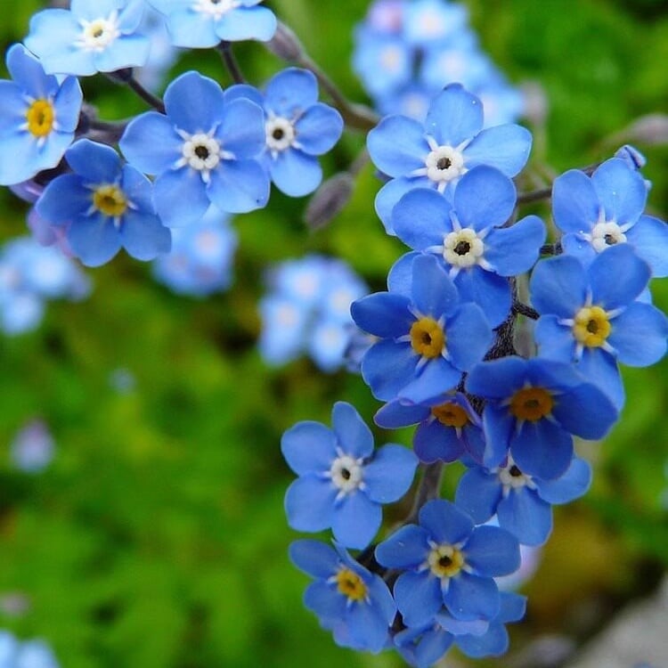 „Blue Memory Forget-Me-Not“ sėklos – patikrintos kokybės sodo žiedai 🌿💙-LT