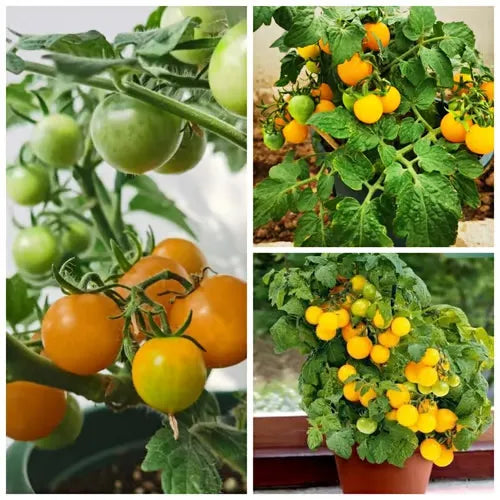 🍅🍅Nykštukinių pomidorų sėklos vazonėliuose-LT