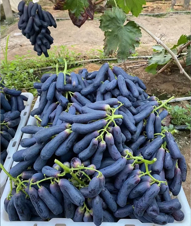 🔥 POSLEDNÝ DEŇ AKCIA 30% ZĽAVA 💜 Sladké zafírové hrozno (vzácne odrody hrozna) 🍇-SK