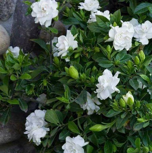 ZADNJI DAN PROMOCIJA 35 % POPUSTA 🌸 Lončnica jasmina (🌱Zagotovljeno preživetje: Brezplačna zamenjava🌿)-SI