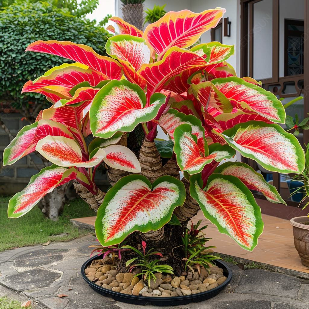 Γιγάντιοι βολβοί καλαδίου-GR