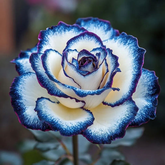 Rosa rara Blue Moon 🌌 y rosa de encaje multicolor 🌈🌹-ES