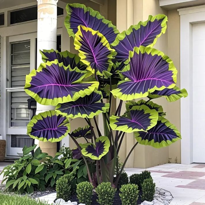 Γιγάντιοι βολβοί καλαδίου-GR