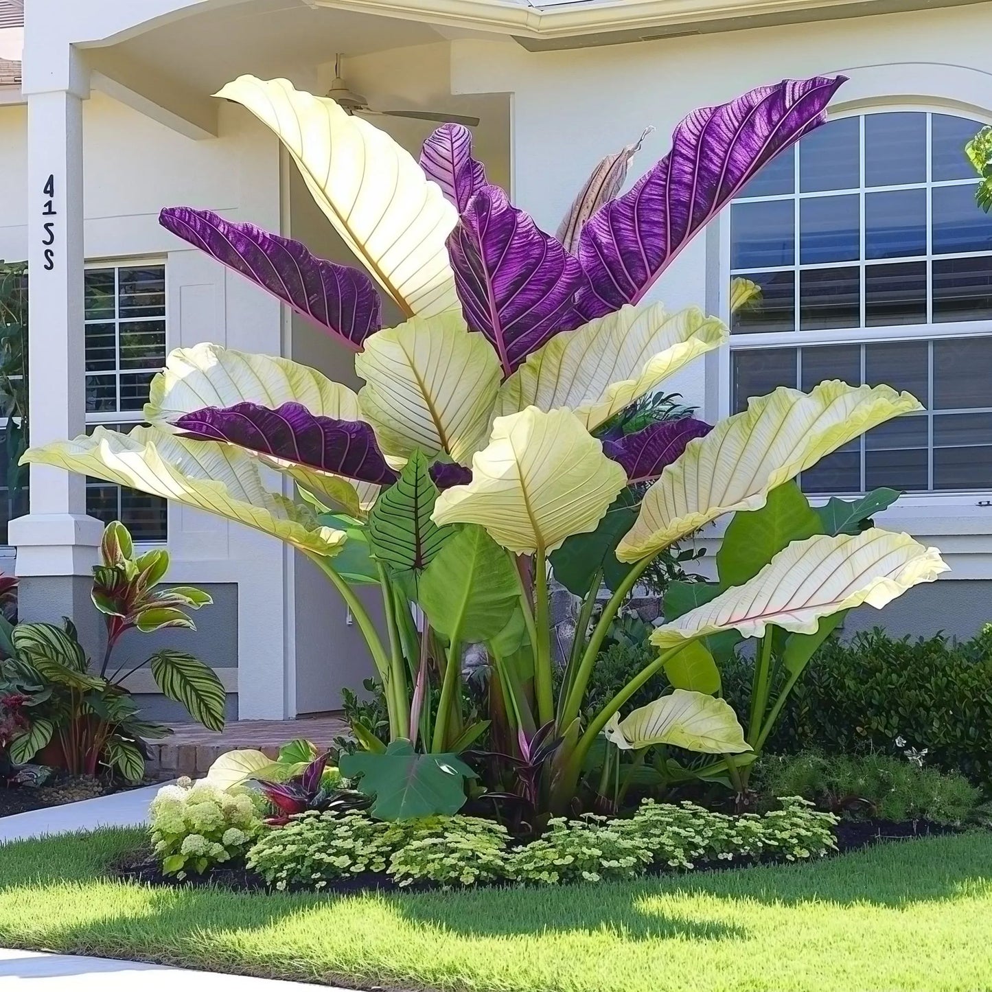 Γιγάντιοι βολβοί καλαδίου-GR