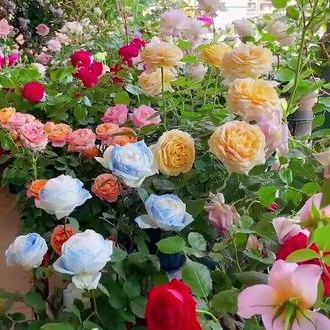 🔥GRAN VENTA - 50% DE DESCUENTO🔥Semillas de rosas en diferentes colores💐-ES