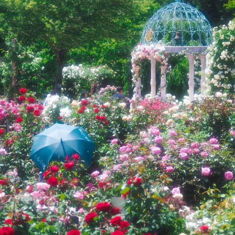 🔥GRAN VENTA - 50% DE DESCUENTO🔥Semillas de rosas en diferentes colores💐-ES