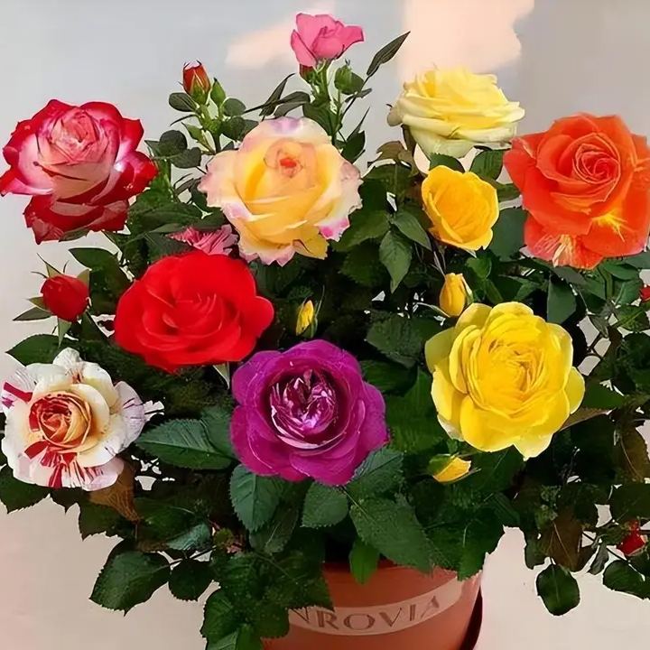 🔥GRAN VENTA - 50% DE DESCUENTO🔥Semillas de rosas en diferentes colores💐-ES
