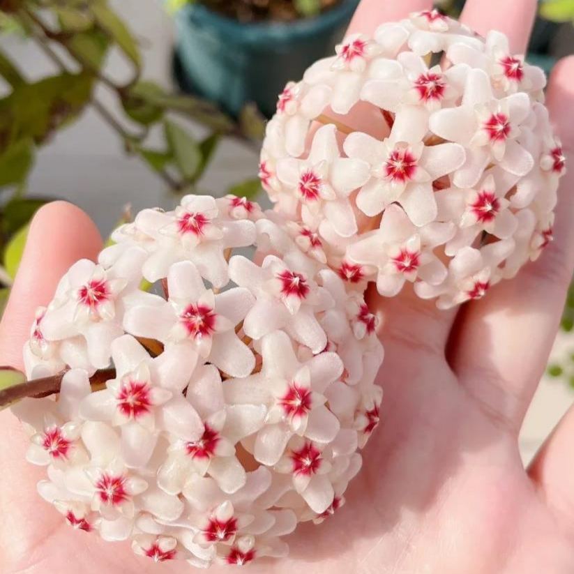 ✨Λαμπτήρες Hoya – Αστέρια που πέφτουν από τον ουρανό✨-GR