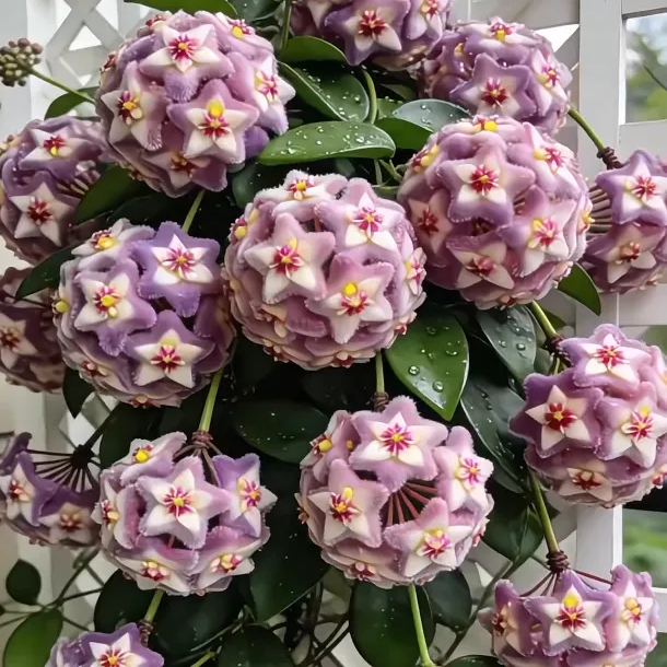 ✨Λαμπτήρες Hoya – Αστέρια που πέφτουν από τον ουρανό✨-GR