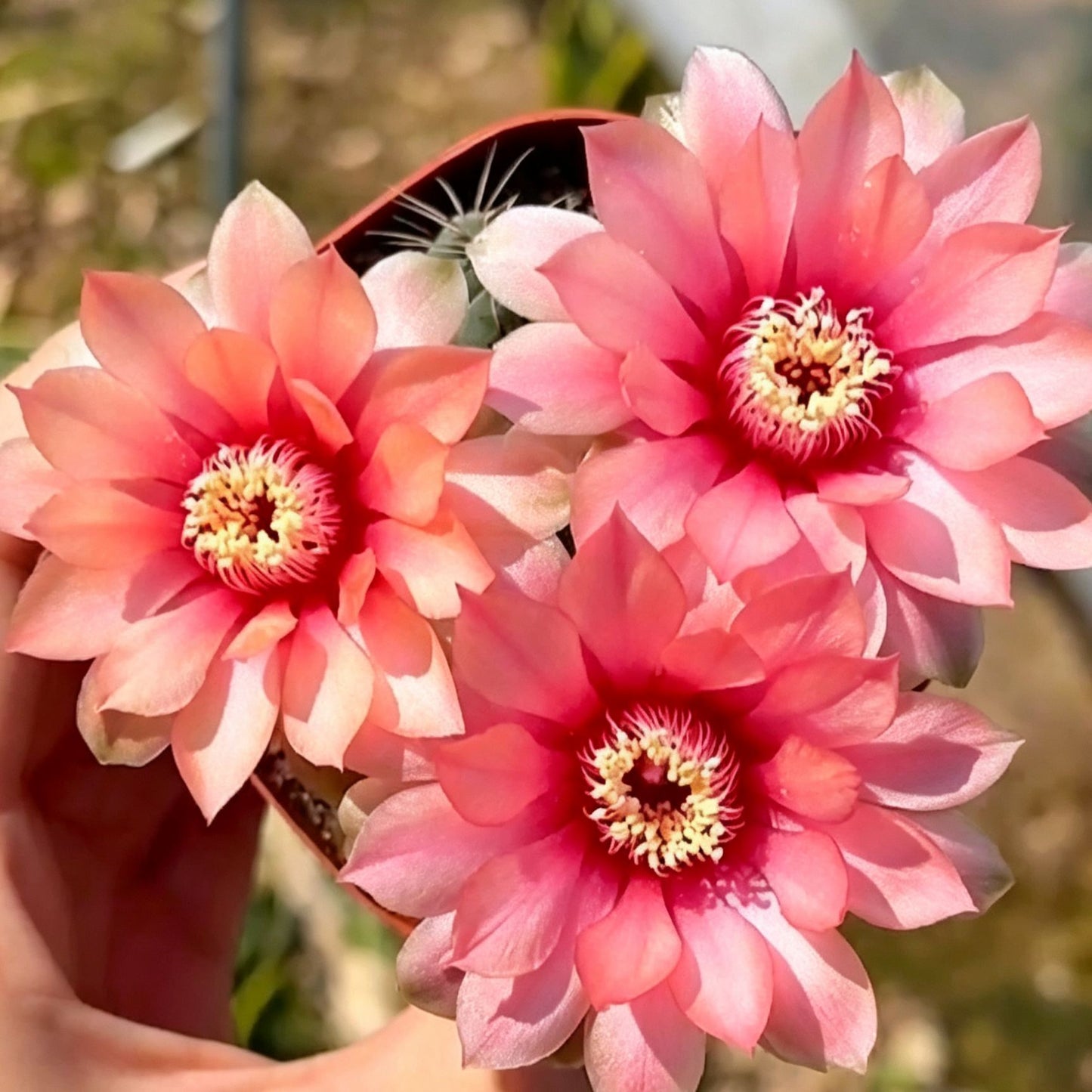 🌵 Upoznajte svog novog najboljeg prijatelja – kaktus Gymnocalycium baldianum! 💕-HR
