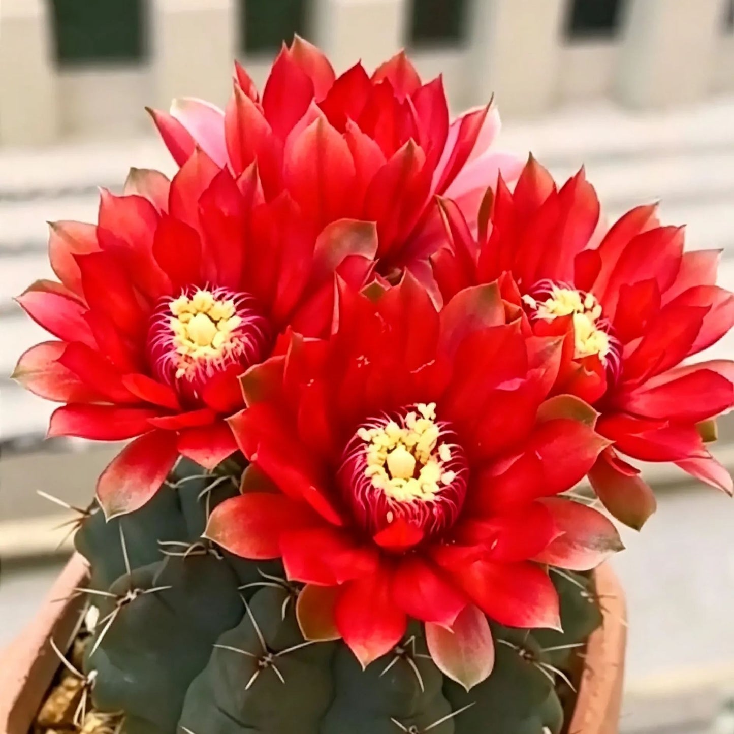 🌵 Upoznajte svog novog najboljeg prijatelja – kaktus Gymnocalycium baldianum! 💕-HR