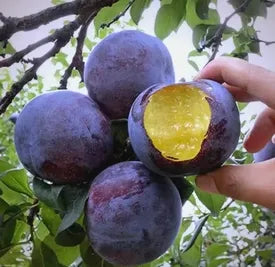 🍃 Serie Heirloom Manor: Set de 13 semillas de frutas seleccionadas (sin OMG) 🌳 – Producto más vendido-ES