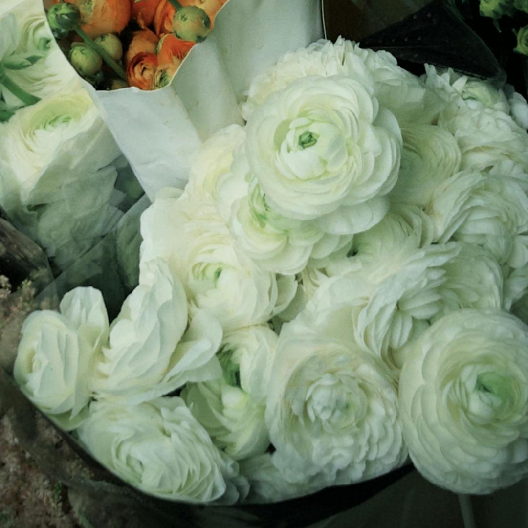 Bulbos de ranúnculo: delicados, elegantes, inolvidables 🌸-ES