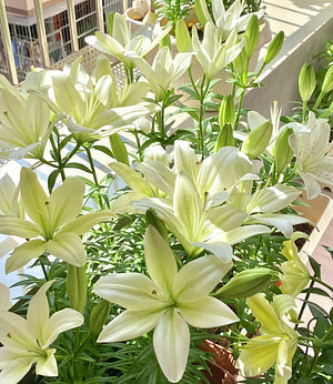 🌺Čebuljice parfumskih lilij – sveže in sladke-SI