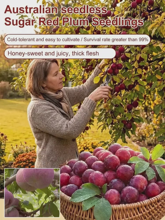 Plántulas australianas de ciruela roja sin semillas-ES