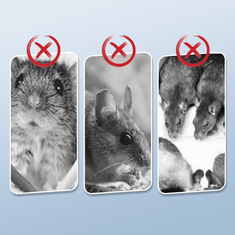 Daugkartinio naudojimo žiurkių gaudyklė su itin jautriu paleidimo mechanizmu-LT