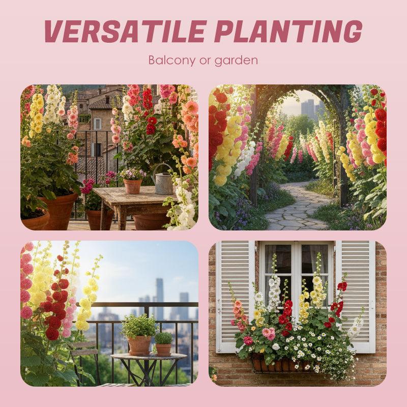 🌸Ανθοφόροι πολυετείς σπόροι μολόχας🌸-GR