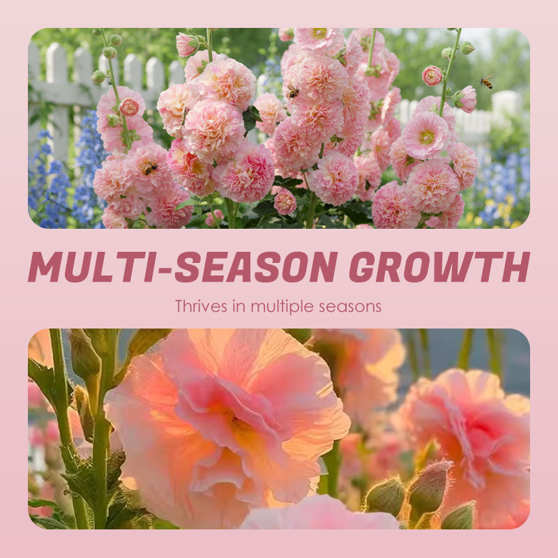 🌸Ανθοφόροι πολυετείς σπόροι μολόχας🌸-GR