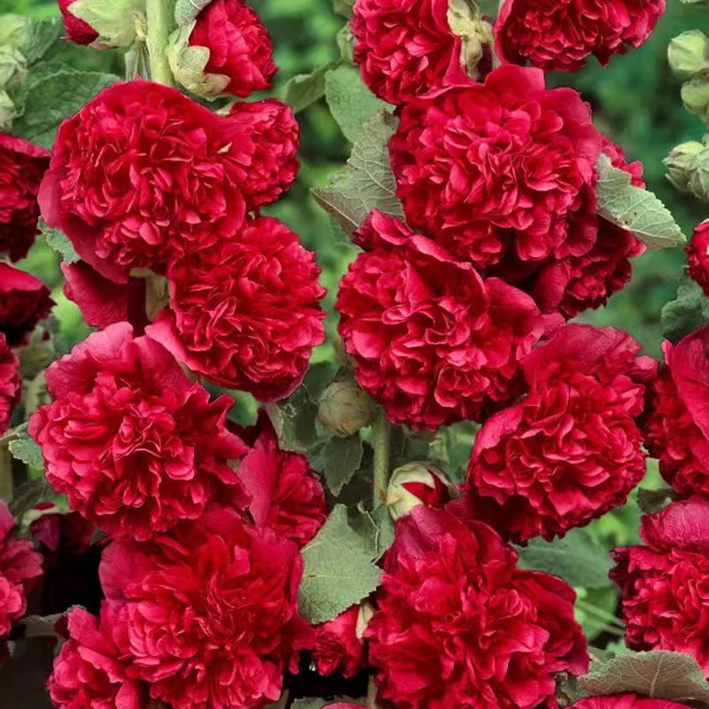 🌸Ανθοφόροι πολυετείς σπόροι μολόχας🌸-GR