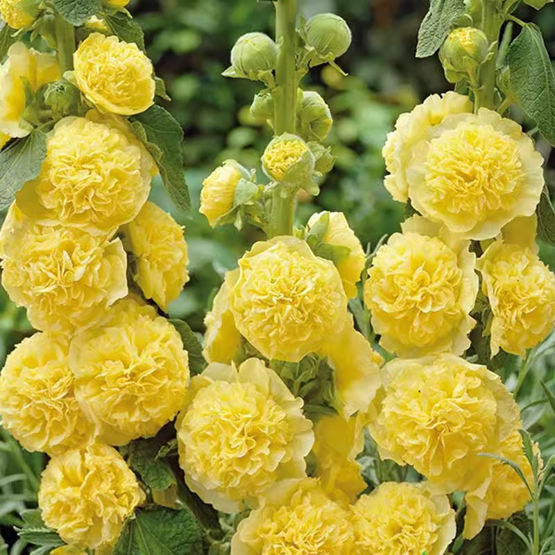 🌸Ανθοφόροι πολυετείς σπόροι μολόχας🌸-GR