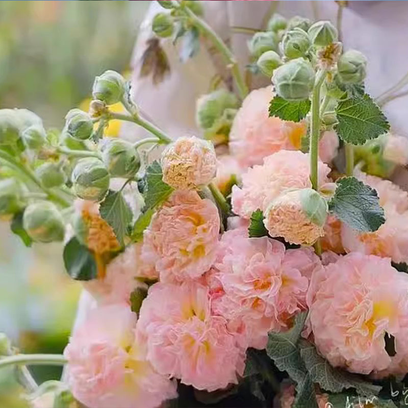 🌸Ανθοφόροι πολυετείς σπόροι μολόχας🌸-GR