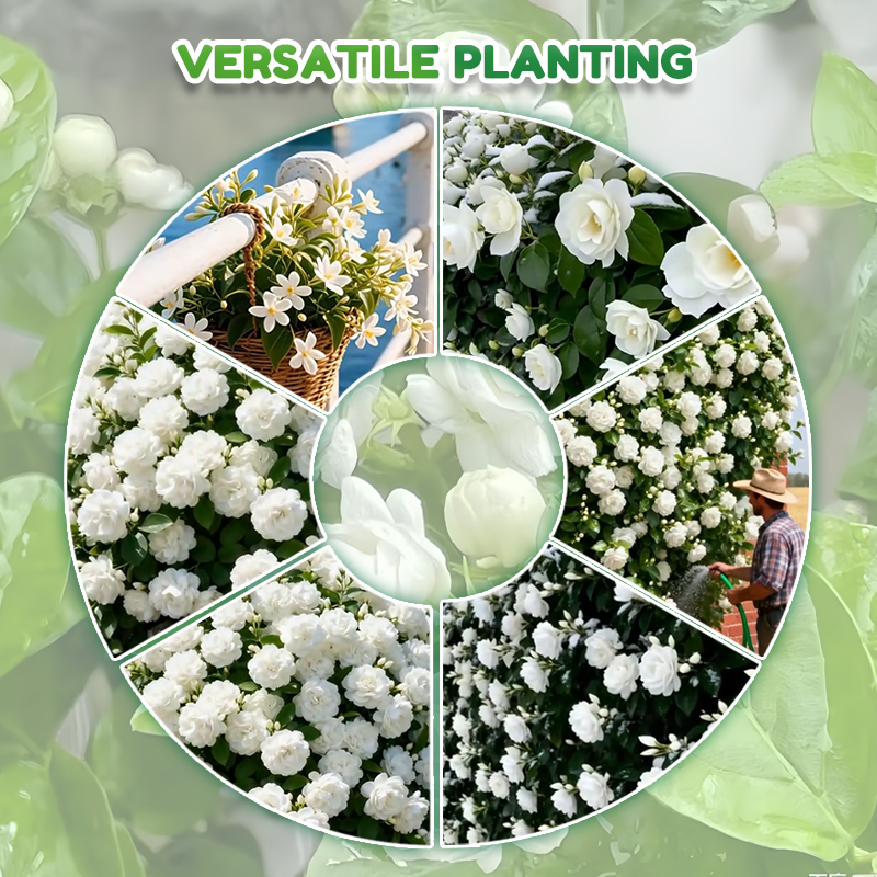 ✨🌸 Σπόροι γιασεμιού (με λίπασμα): αρωματικοί και εύκολοι στην καλλιέργεια🍃-GR