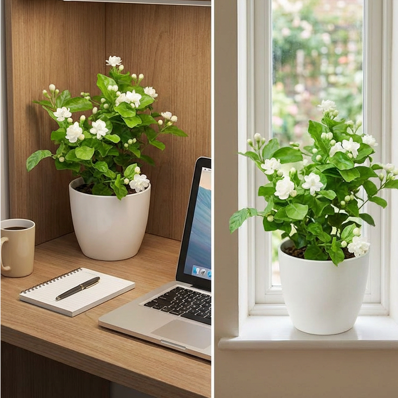 ✨🌸 Σπόροι γιασεμιού (με λίπασμα): αρωματικοί και εύκολοι στην καλλιέργεια🍃-GR