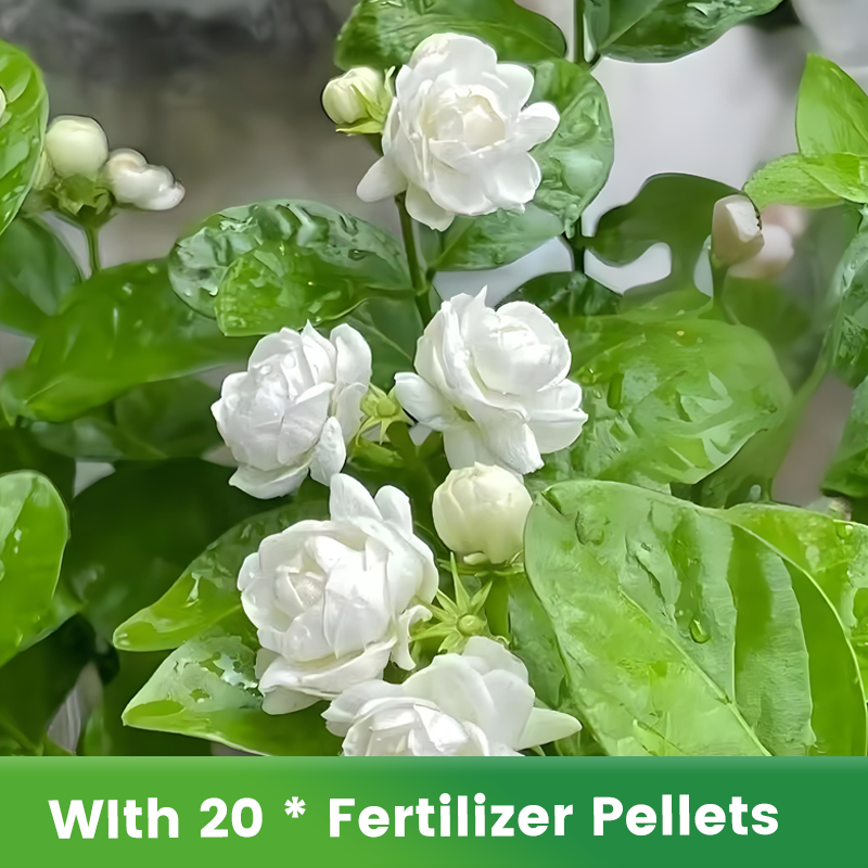 ✨🌸 Σπόροι γιασεμιού (με λίπασμα): αρωματικοί και εύκολοι στην καλλιέργεια🍃-GR