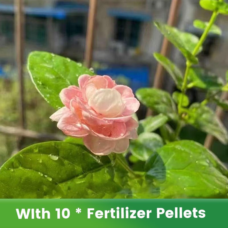 ✨🌸 Σπόροι γιασεμιού (με λίπασμα): αρωματικοί και εύκολοι στην καλλιέργεια🍃-GR