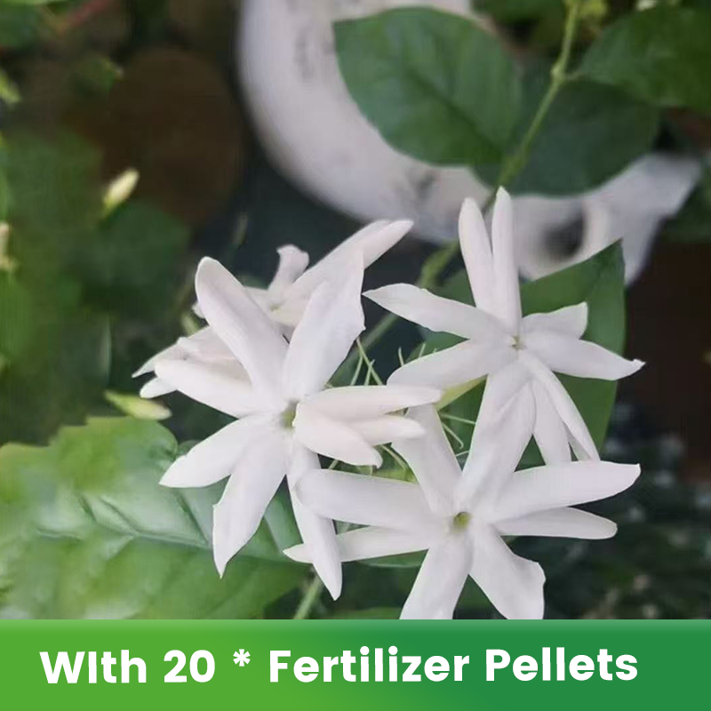 ✨🌸 Σπόροι γιασεμιού (με λίπασμα): αρωματικοί και εύκολοι στην καλλιέργεια🍃-GR