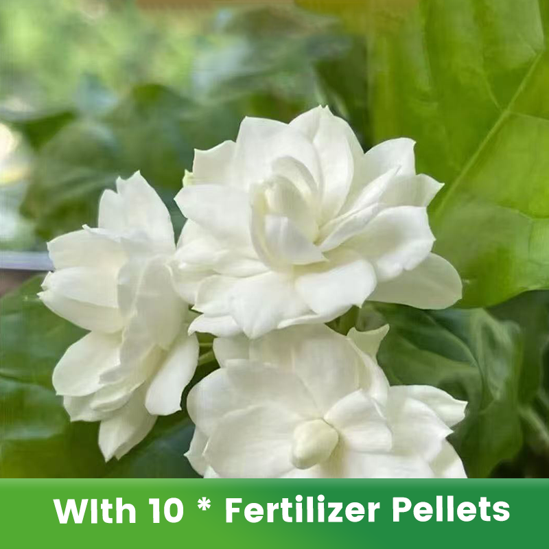 ✨🌸 Σπόροι γιασεμιού (με λίπασμα): αρωματικοί και εύκολοι στην καλλιέργεια🍃-GR