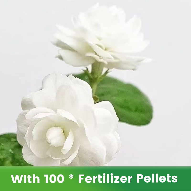 ✨🌸 Σπόροι γιασεμιού (με λίπασμα): αρωματικοί και εύκολοι στην καλλιέργεια🍃-GR