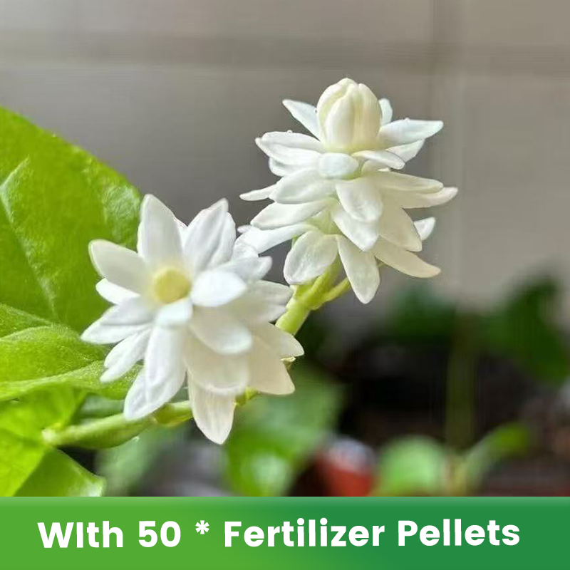 ✨🌸 Σπόροι γιασεμιού (με λίπασμα): αρωματικοί και εύκολοι στην καλλιέργεια🍃-GR